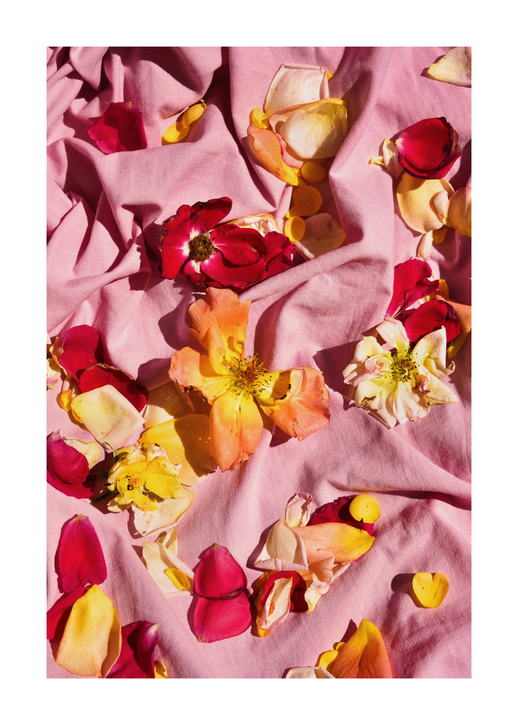 Fallen Garden Roses Poster