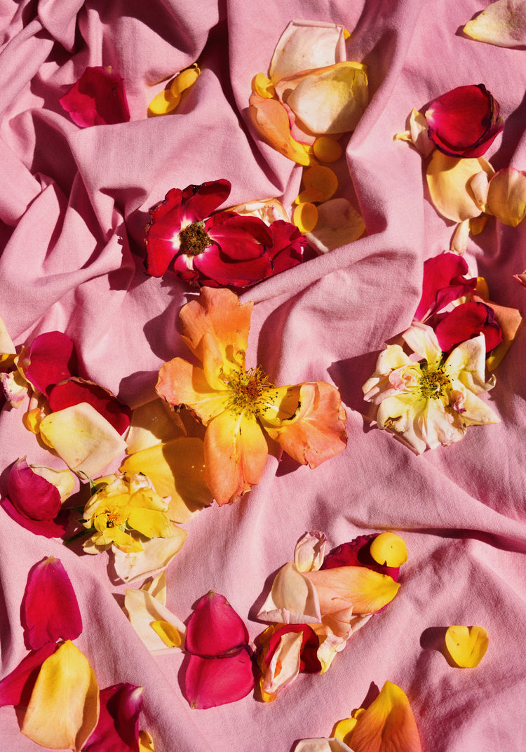 Fallen Garden Roses Poster