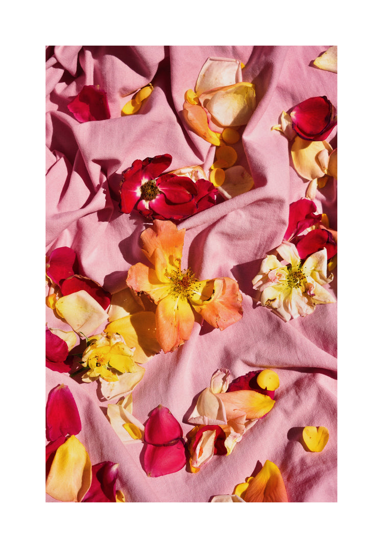 Fallen Garden Roses Poster