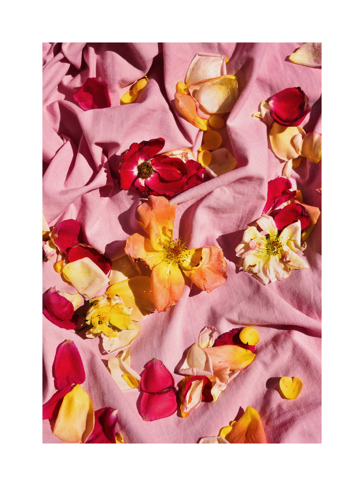 Fallen Garden Roses Poster