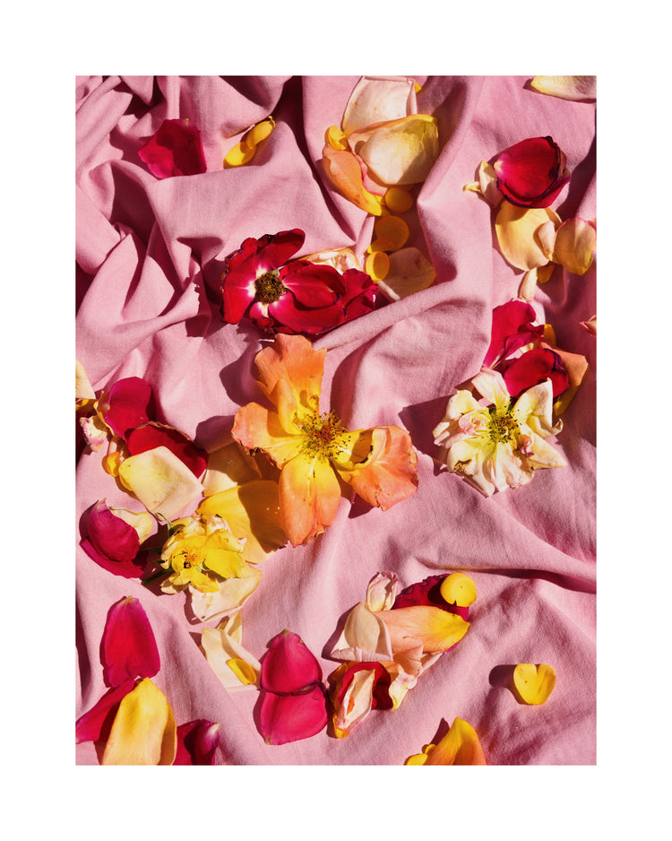 Fallen Garden Roses Poster