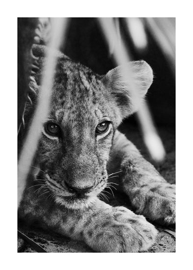 Cheetah cub lying in the shadows.