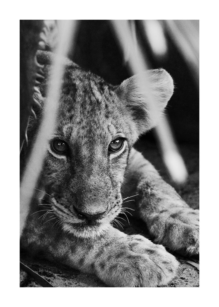 Cheetah cub lying in the shadows.