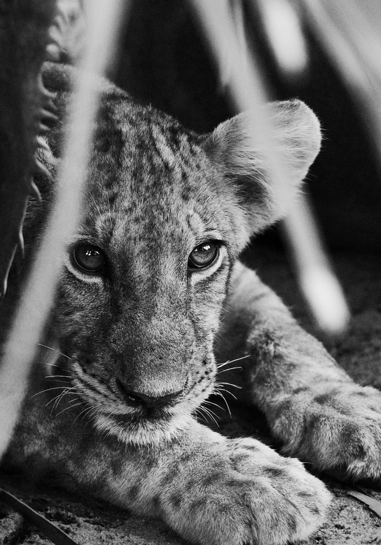 Cheetah cub lying in the shadows.