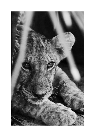 Cheetah cub lying in the shadows.