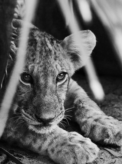 Cheetah cub lying in the shadows.