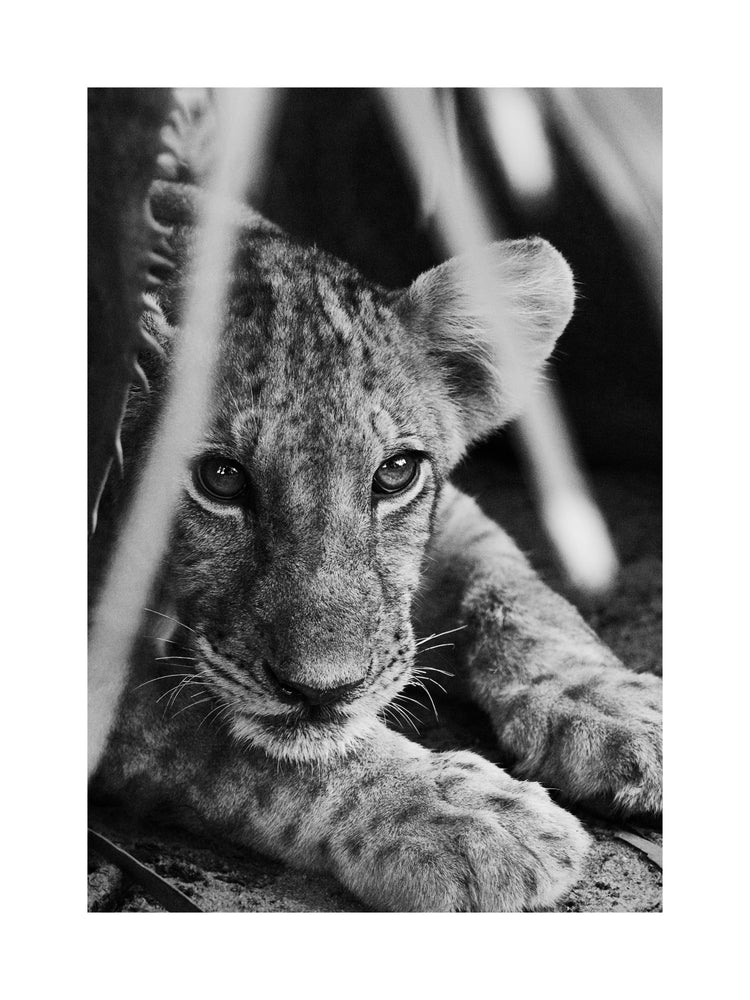 Cheetah cub lying in the shadows.