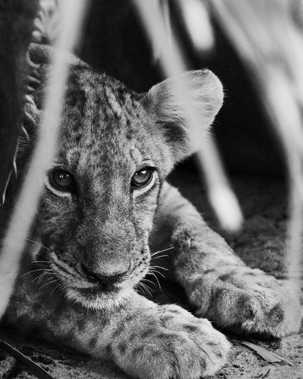 Cheetah cub lying in the shadows.