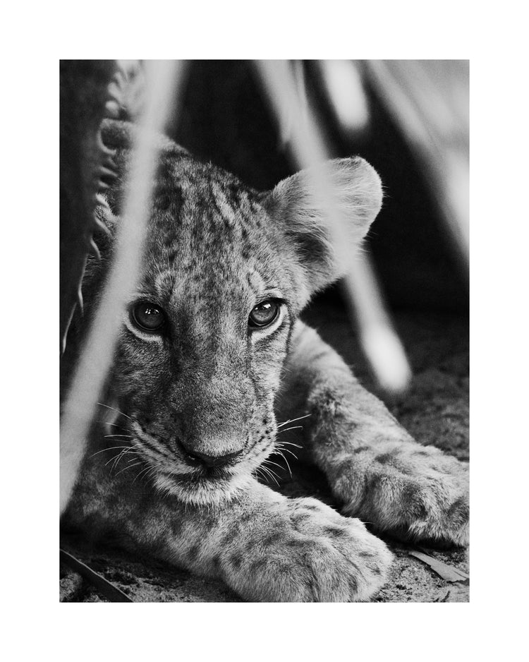 Cheetah cub lying in the shadows.