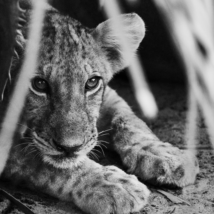 Cheetah cub lying in the shadows.