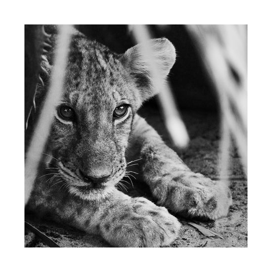 Cheetah cub lying in the shadows.