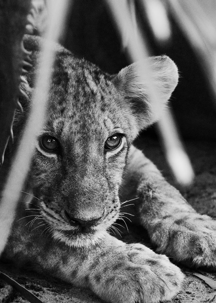 Cheetah cub lying in the shadows.