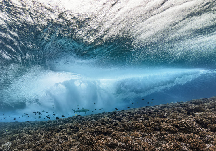 Wave crashing above a coral reef where fish and sharks are swimming.