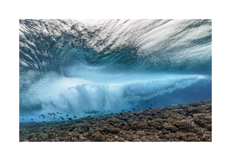 Wave crashing above a coral reef where fish and sharks are swimming.
