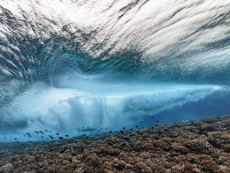 Wave crashing above a coral reef where fish and sharks are swimming.