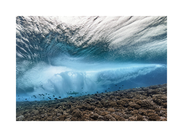 Wave crashing above a coral reef where fish and sharks are swimming.