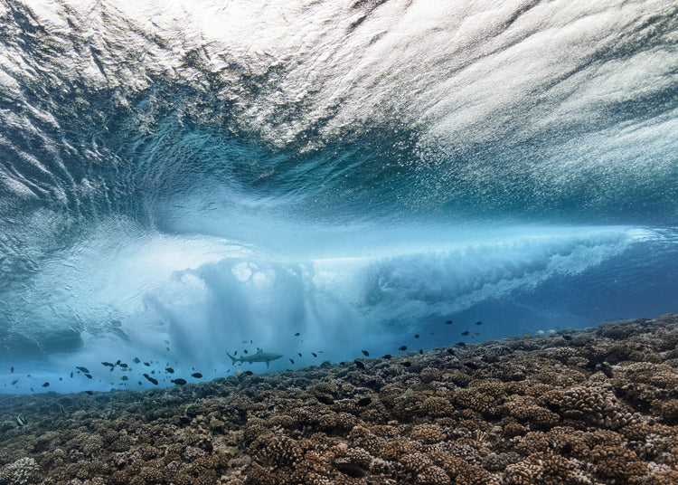 Wave crashing above a coral reef where fish and sharks are swimming.