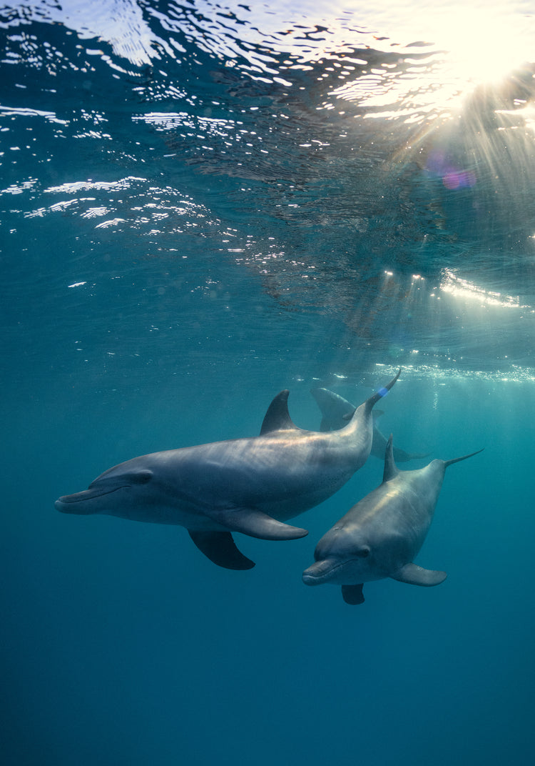 A pair of dolphins playing in the blue sea close to the surface of the water.