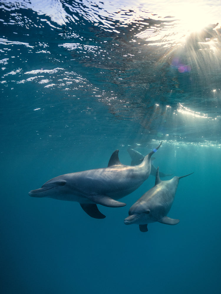 A pair of dolphins playing in the blue sea close to the surface of the water.