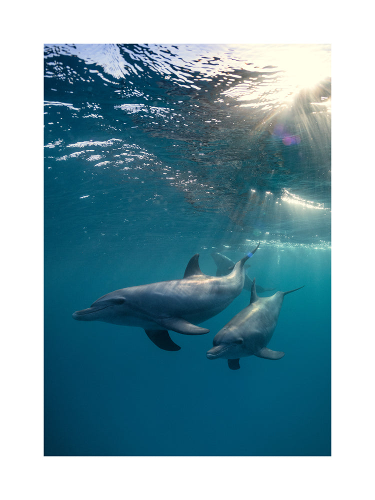 A pair of dolphins playing in the blue sea close to the surface of the water.