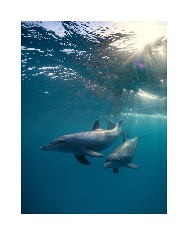 A pair of dolphins playing in the blue sea close to the surface of the water.
