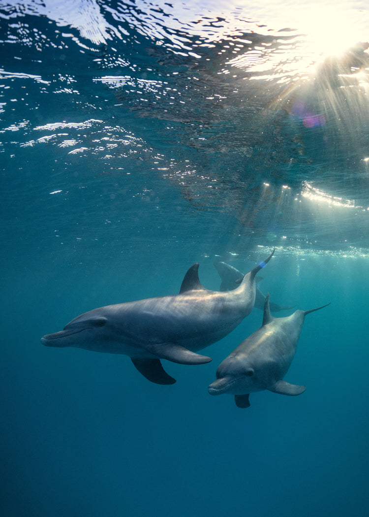 A pair of dolphins playing in the blue sea close to the surface of the water.