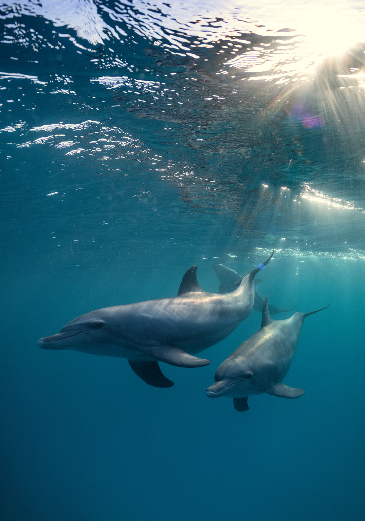 A pair of dolphins playing in the blue sea close to the surface of the water.