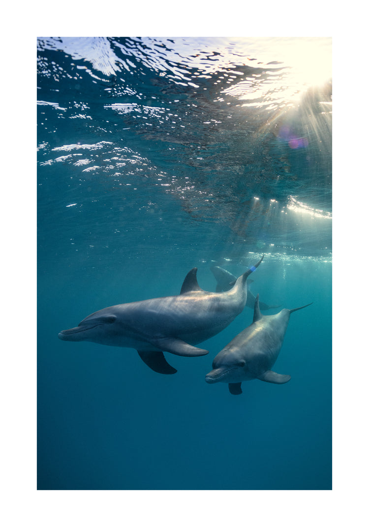 A pair of dolphins playing in the blue sea close to the surface of the water.