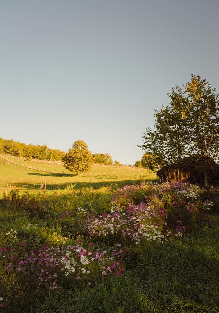 Green paddocks and fields surrounded by forests and colorful wildflowers.
