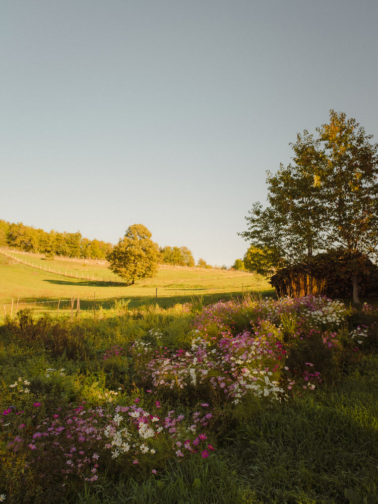 Green paddocks and fields surrounded by forests and colorful wildflowers.