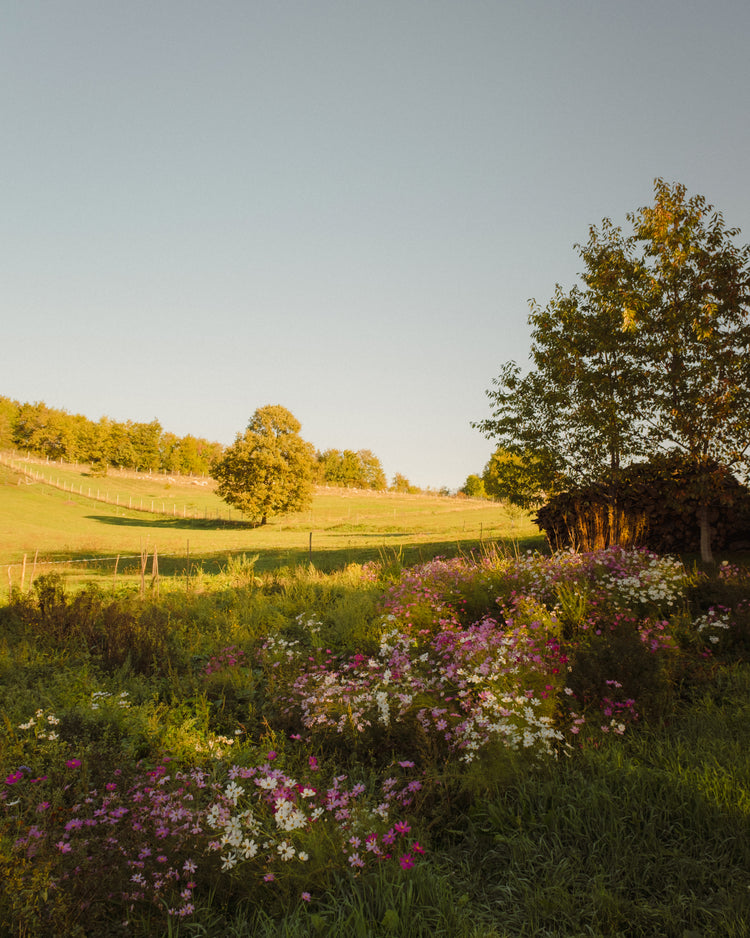 Green paddocks and fields surrounded by forests and colorful wildflowers.