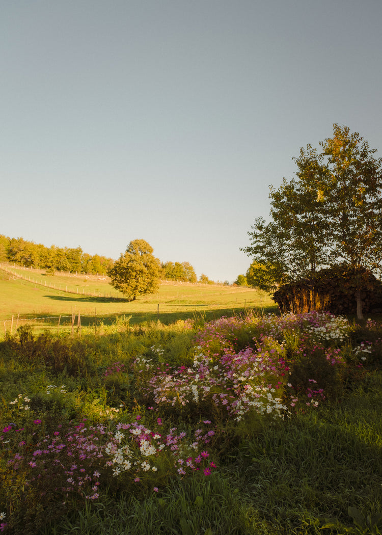 Green paddocks and fields surrounded by forests and colorful wildflowers.