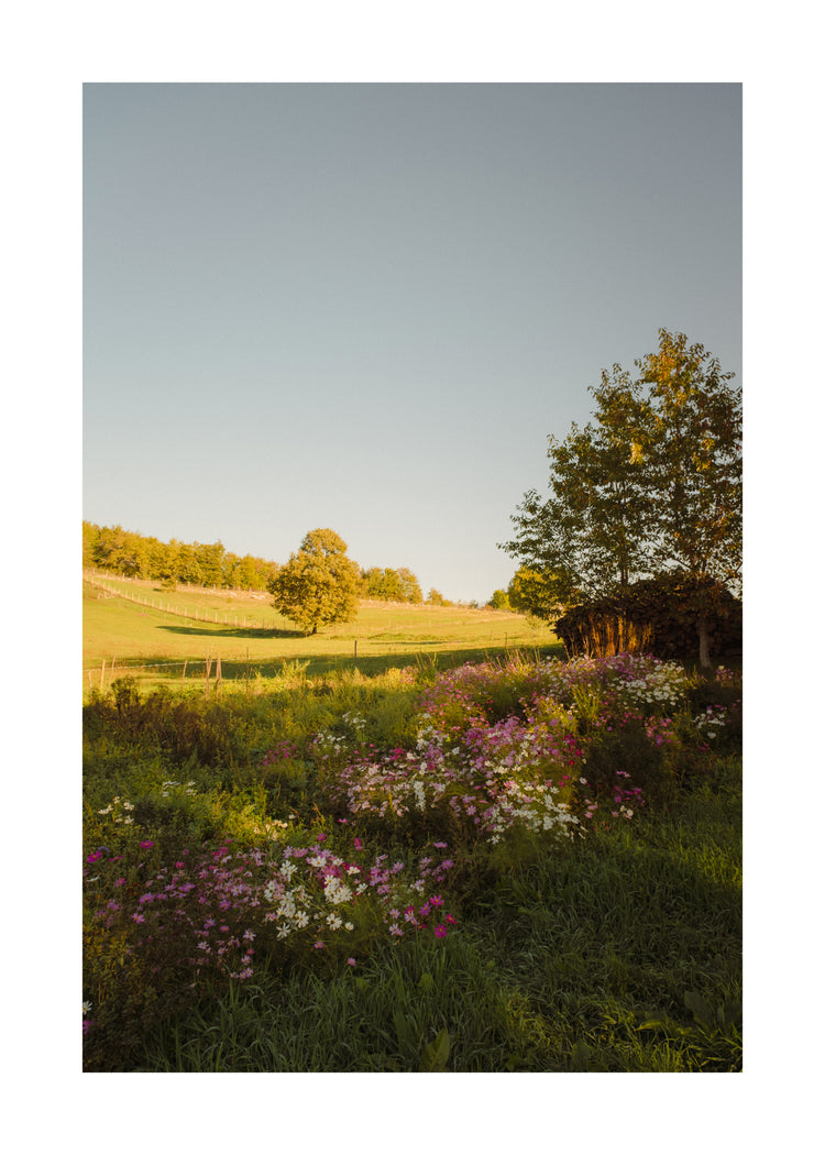 Green paddocks and fields surrounded by forests and colorful wildflowers.