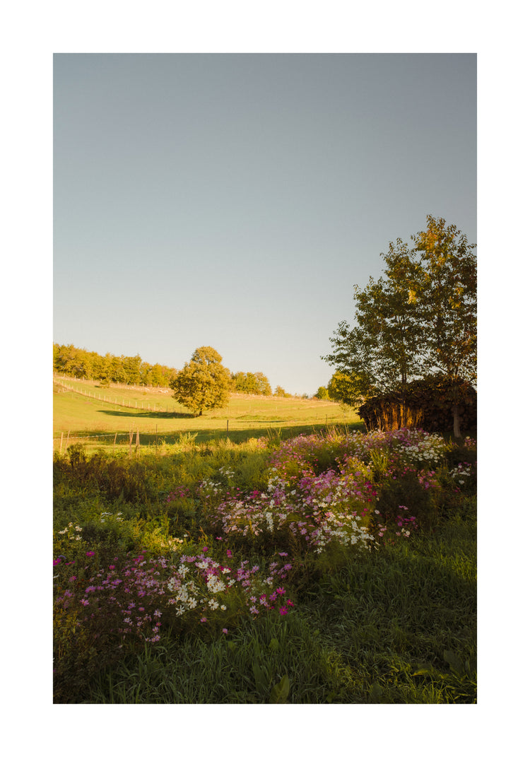 Green paddocks and fields surrounded by forests and colorful wildflowers.