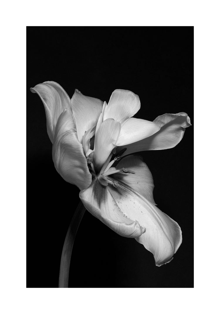 Tulip Bw Poster