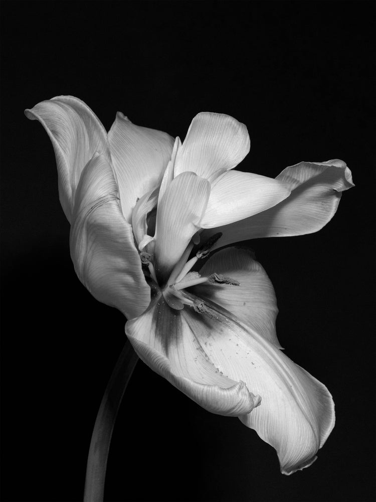 Tulip Bw Poster