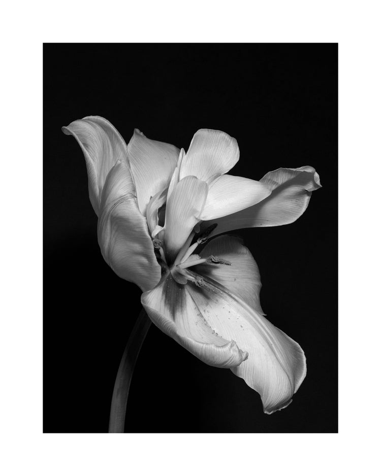 Tulip Bw Poster