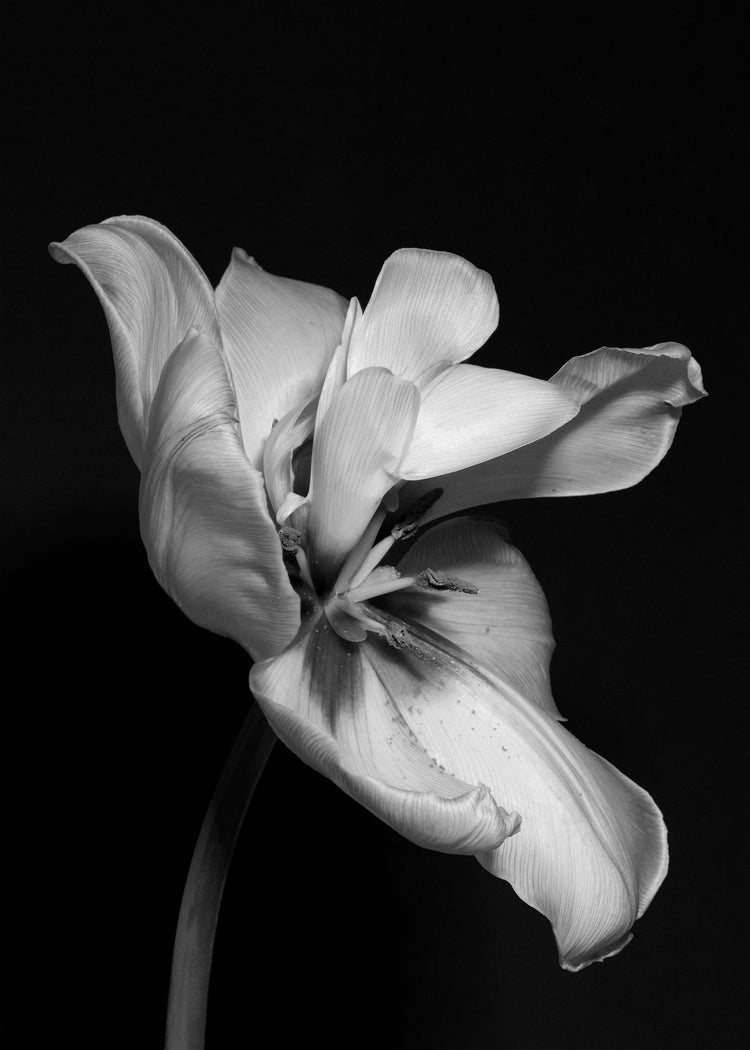 Tulip Bw Poster