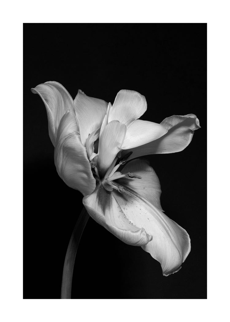 Tulip Bw Poster