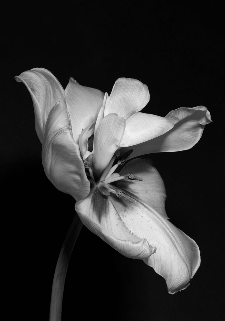 Tulip Bw Poster
