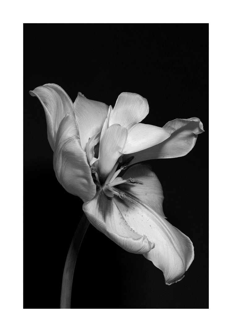 Tulip Bw Poster