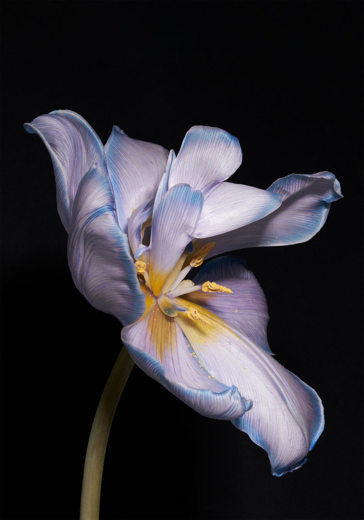 Tulip Colour Poster