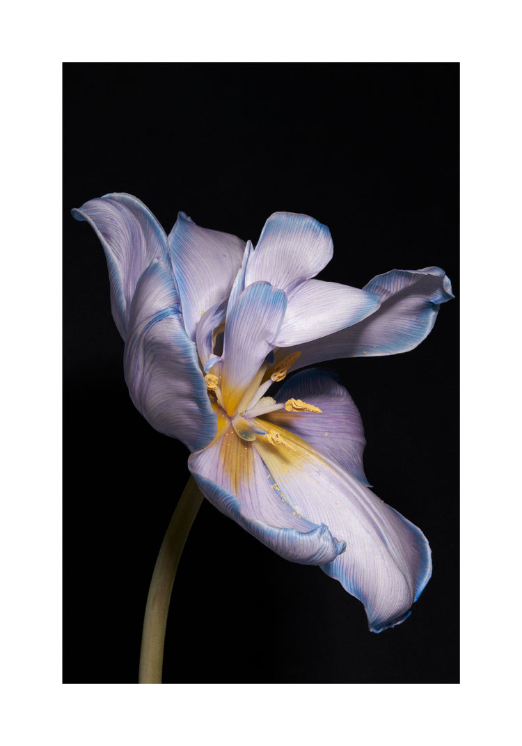 Tulip Colour Poster