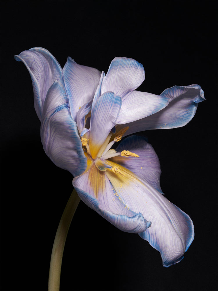 Tulip Colour Poster