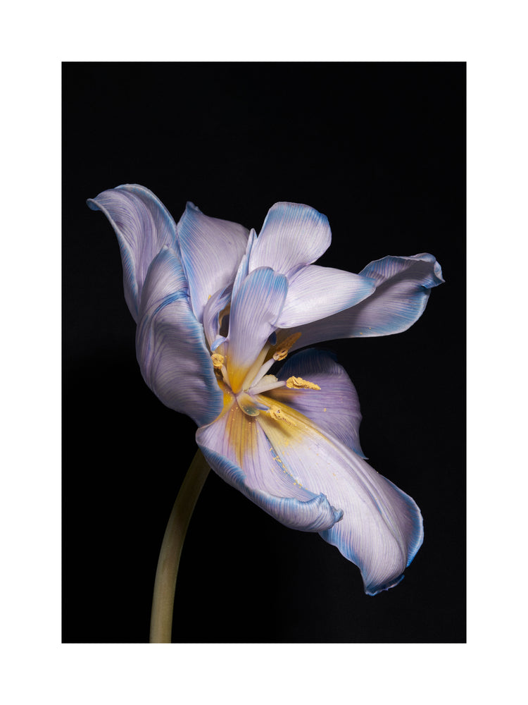 Tulip Colour Poster