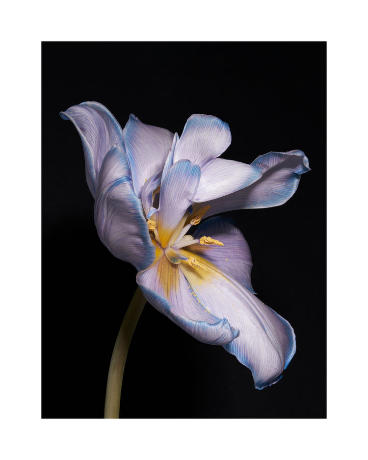 Tulip Colour Poster