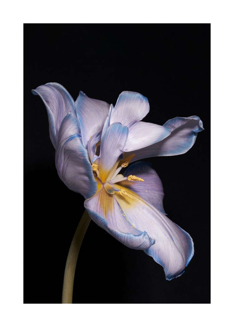 Tulip Colour Poster