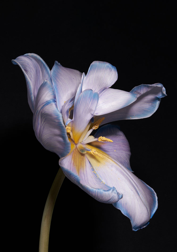 Tulip Colour Poster