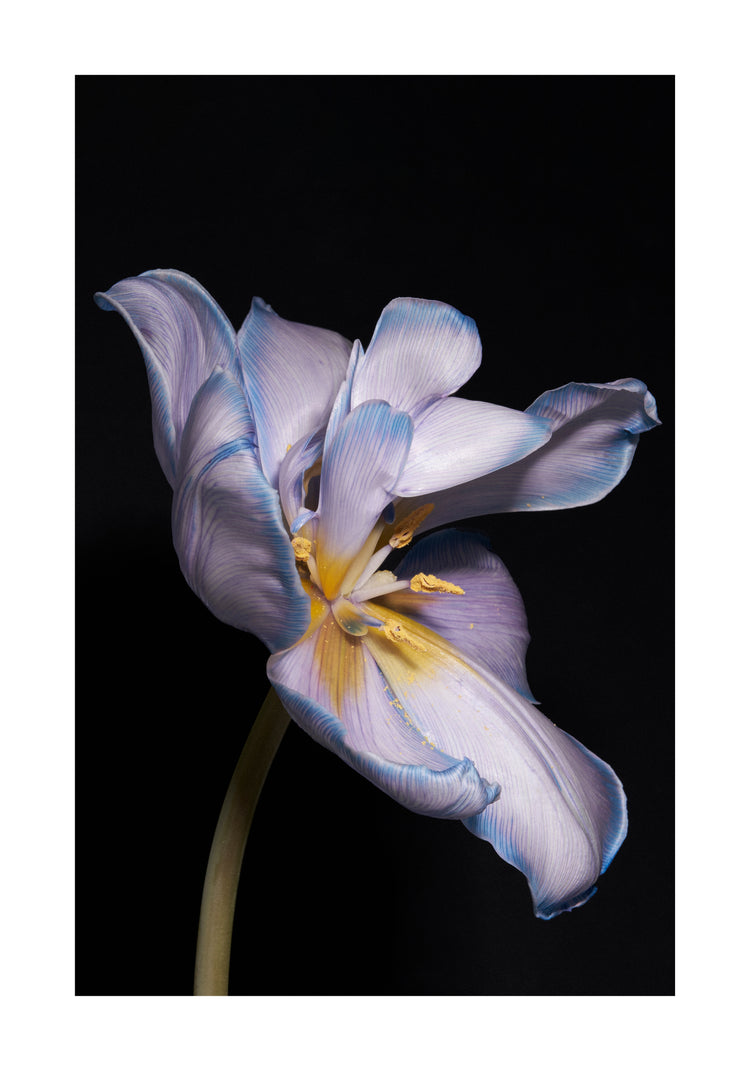 Tulip Colour Poster