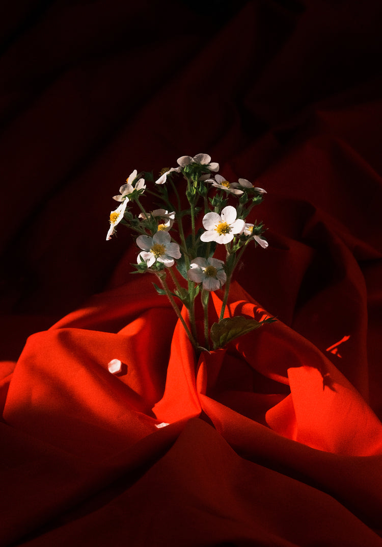 White strawberry flowers wrapped in a blood red sheet.